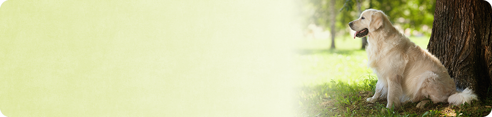 那珂市菅谷・あすなろ動物病院